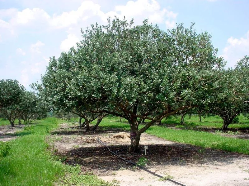 Elm Drake- Chinese Elm Tree