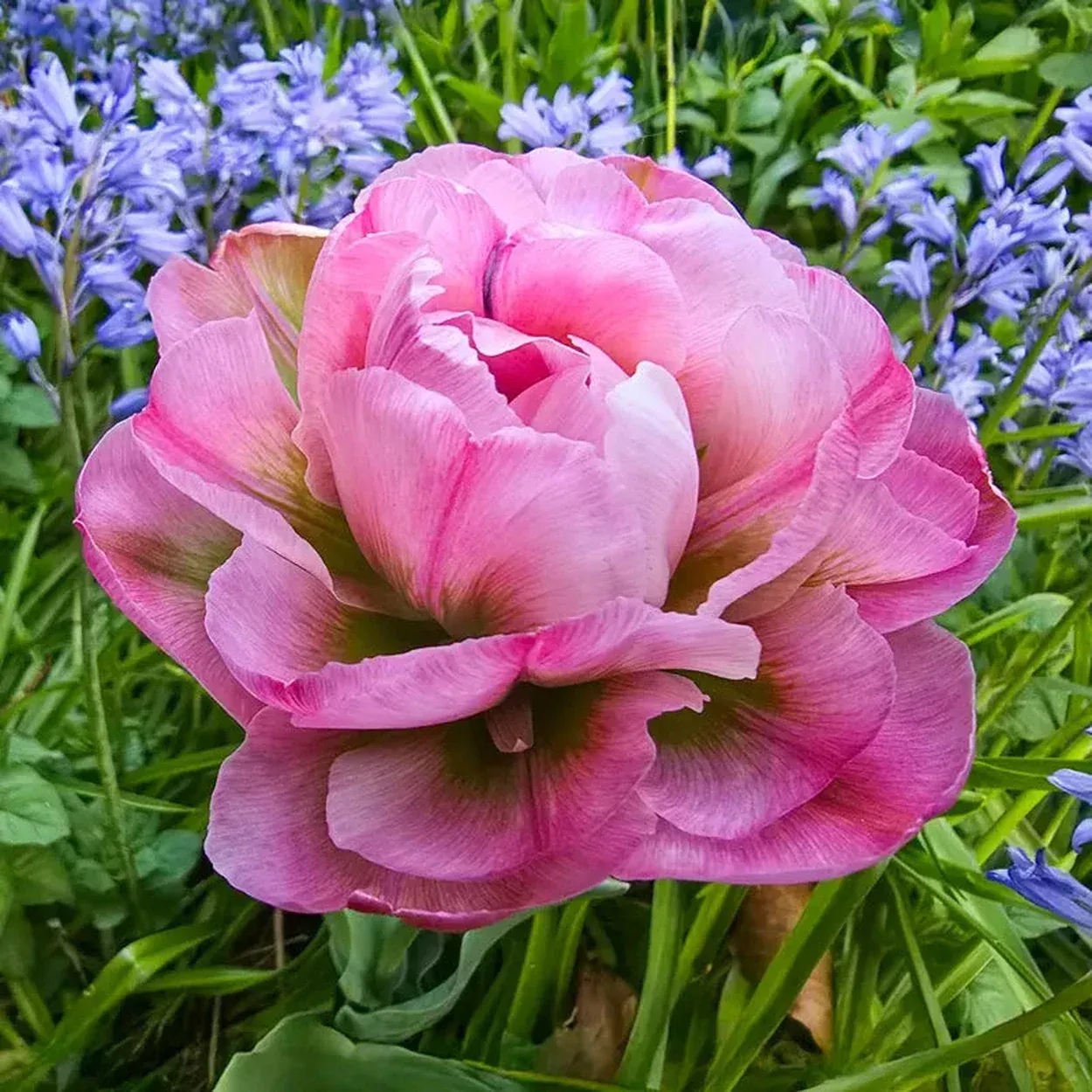 Emerald Blush Tulip