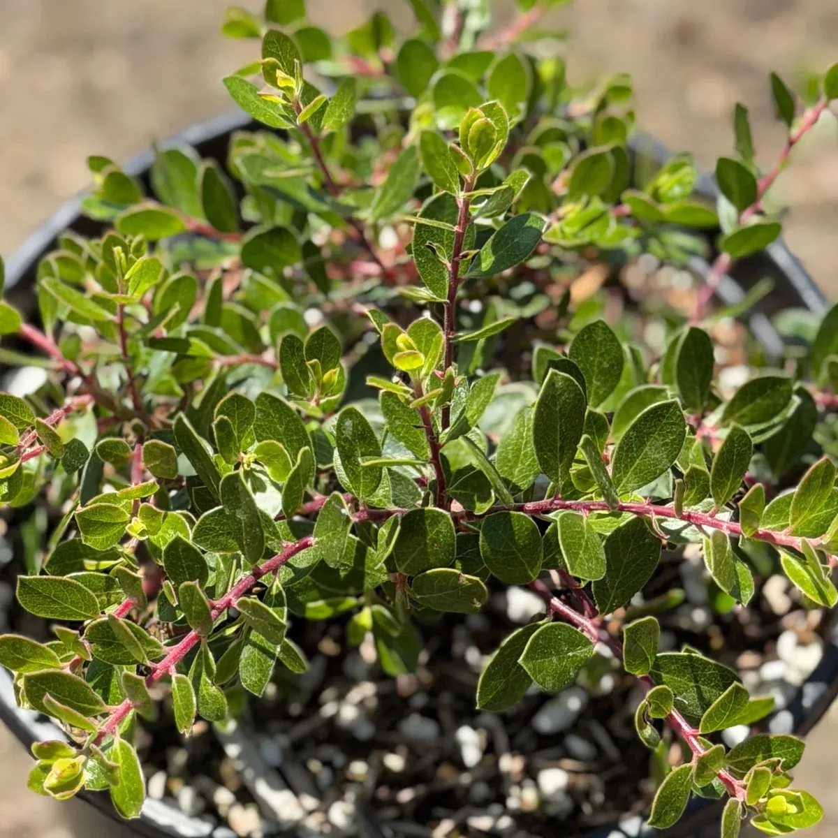 Emerald Carpet Manzanita