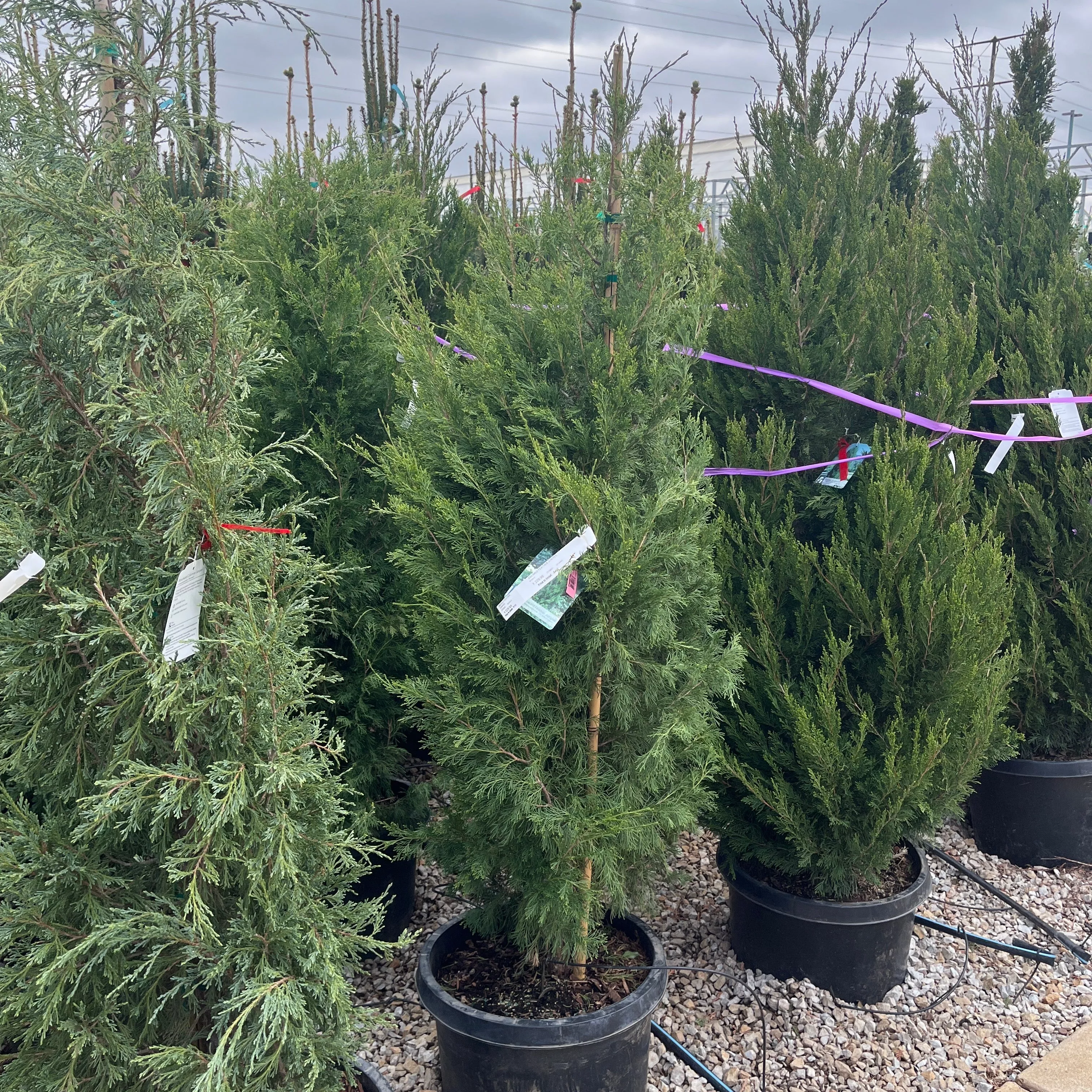 Emerald Feather™ Juniper - Juniperus virginiana - 15 Gallon Potted Evergreen Tree