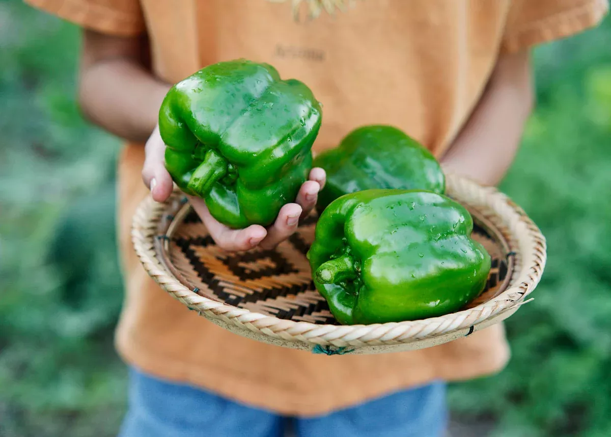 Emerald Giant - Organic Sweet Pepper Seeds