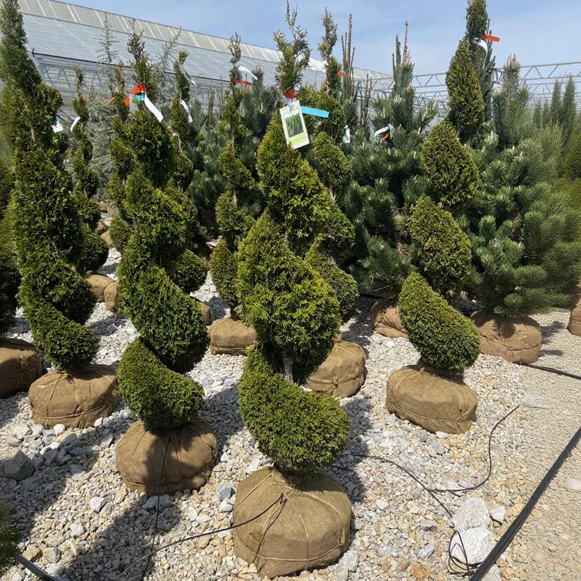 Emerald Green Arborvitae (Spiral) - Thuja occidentalis 'Smaragd' - Ball & Burlap Topiary Tree (Multiple Sizes)