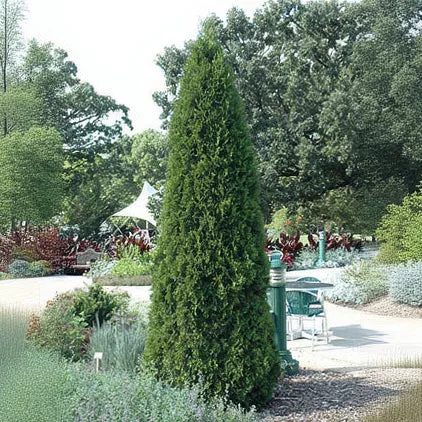 Emerald Green Arborvitae - Thuja occidentalis - 7-8 Foot Ball & Burlap Tree