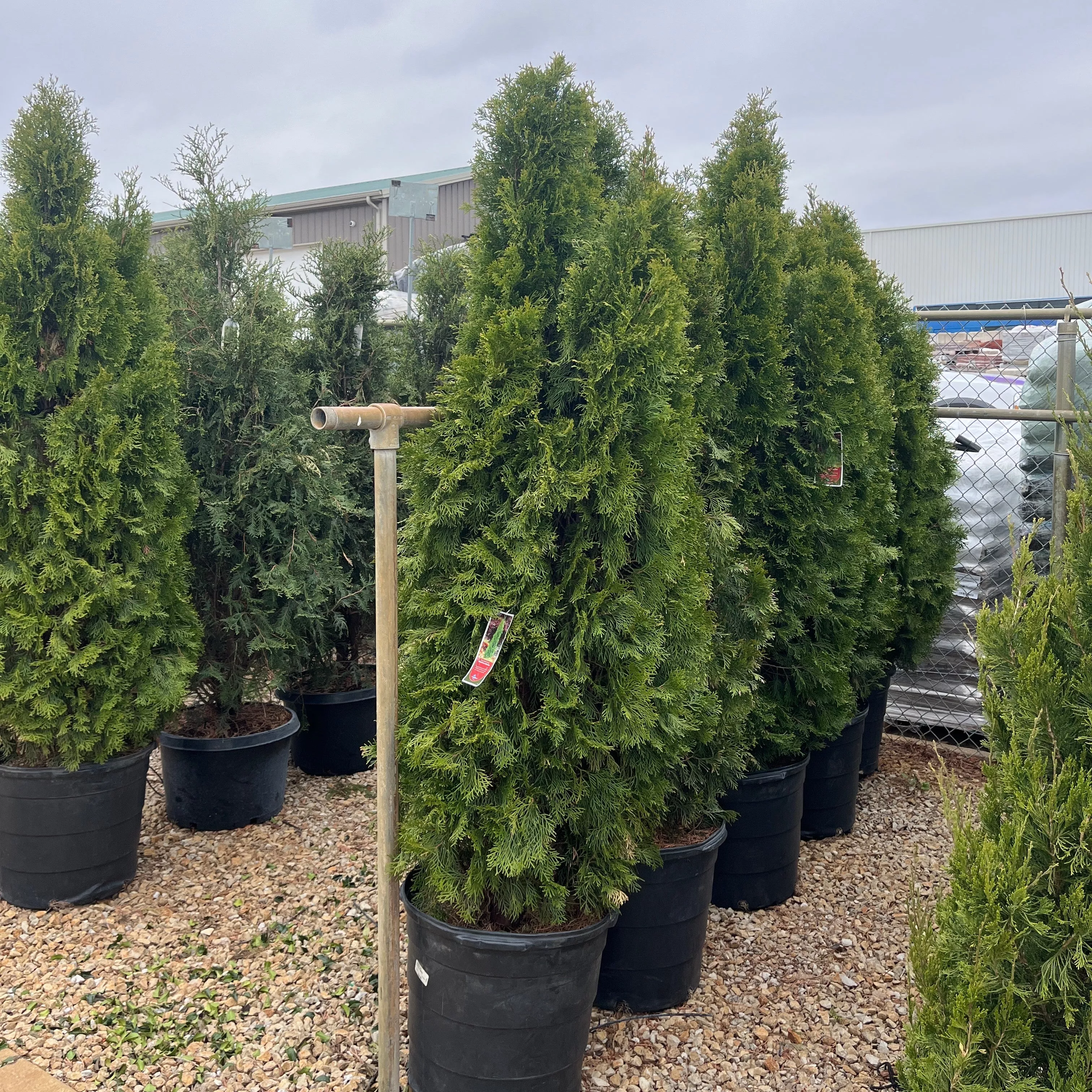 Emerald Green Arborvitae - Thuja occidentalis 'Smaragd' - Potted Shrub (Multiple Sizes)