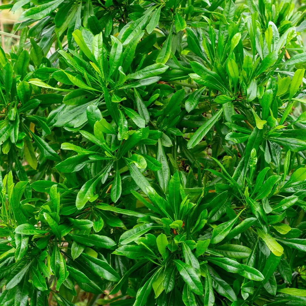 Emerald Ice Green Hopbush