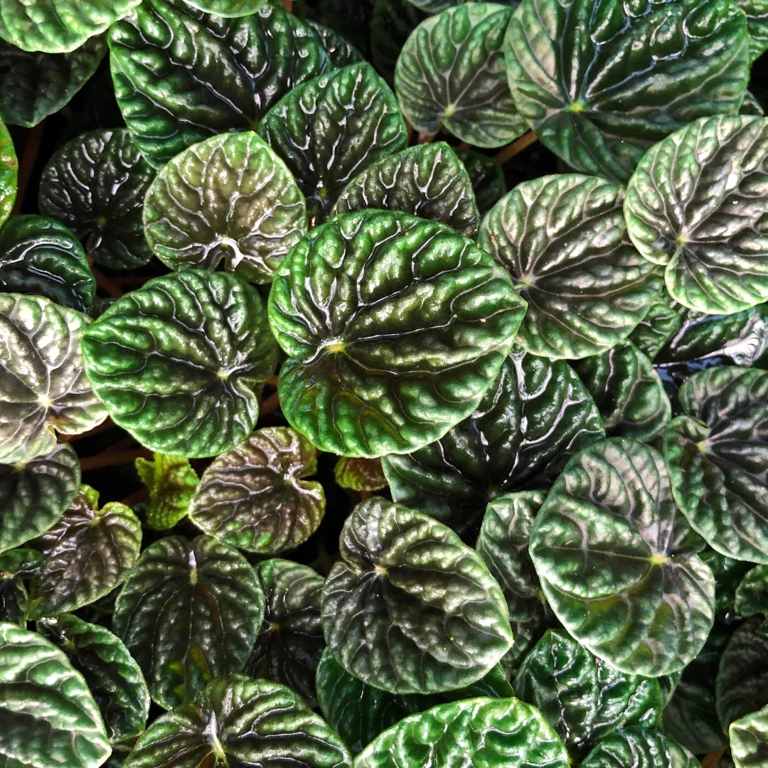 Emerald Ripple Peperomia Plant Plug (Peperomia caperata) – Lush, Textured Green Foliage, Ideal for Low Maintenance Indoor Gardens