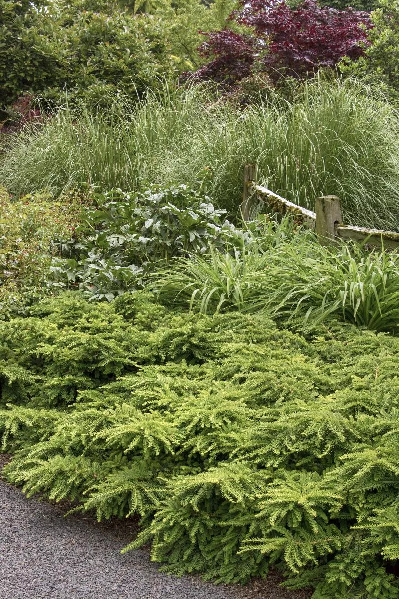 Emerald Spreader Japanese Yew