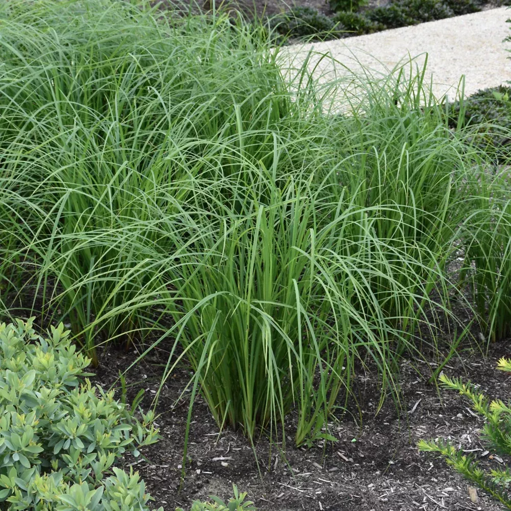 Emory's Sedge