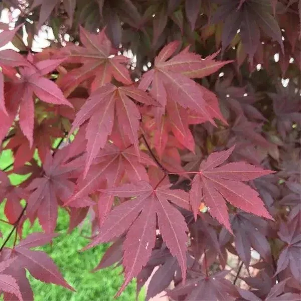 Emperor 1 Japanese Maple Tree