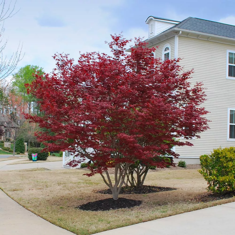 Emperor Japanese Maple Tree
