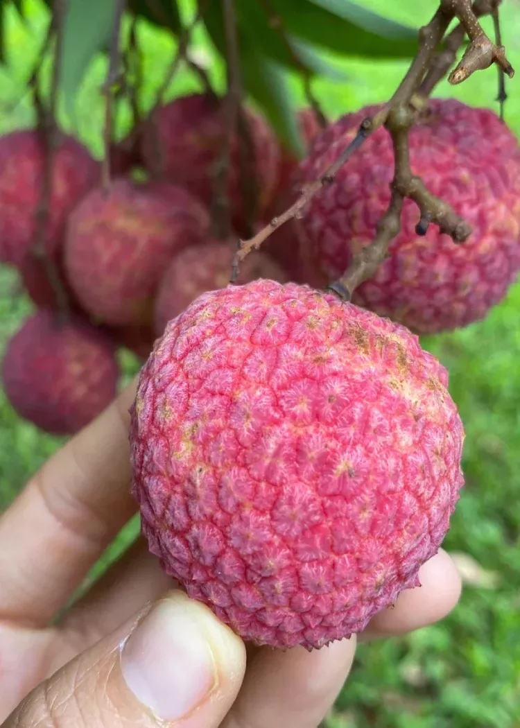 Emperor Lychee Tree