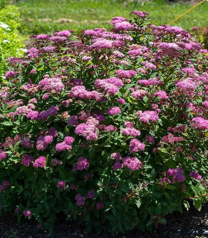 Empire Ice Dragon Spiraea