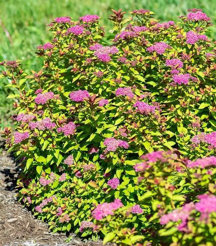 Empire Northern Lights Spiraea