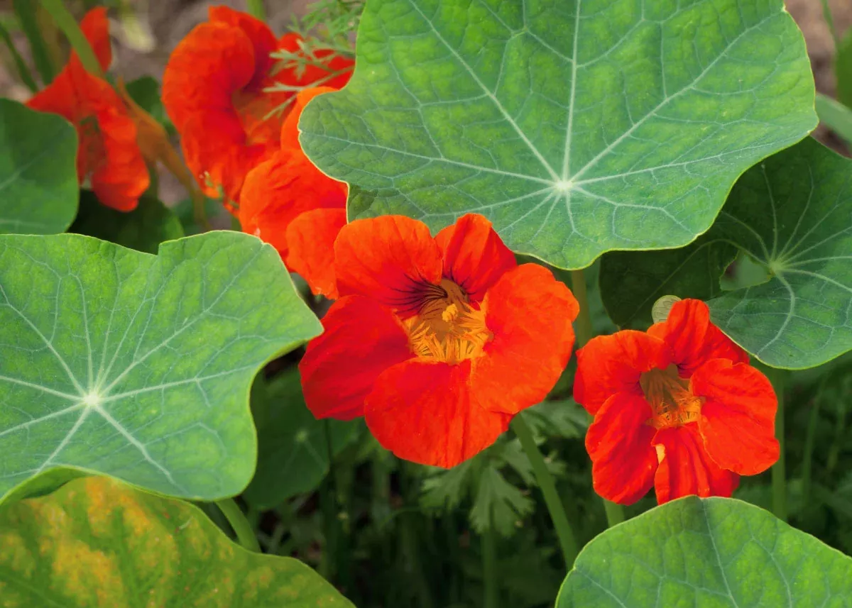 Empress of India - Nasturtium Seeds