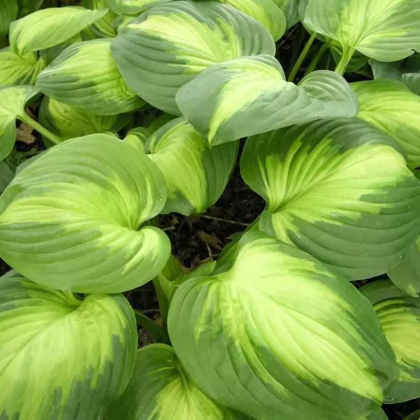 Enchiladas Hosta