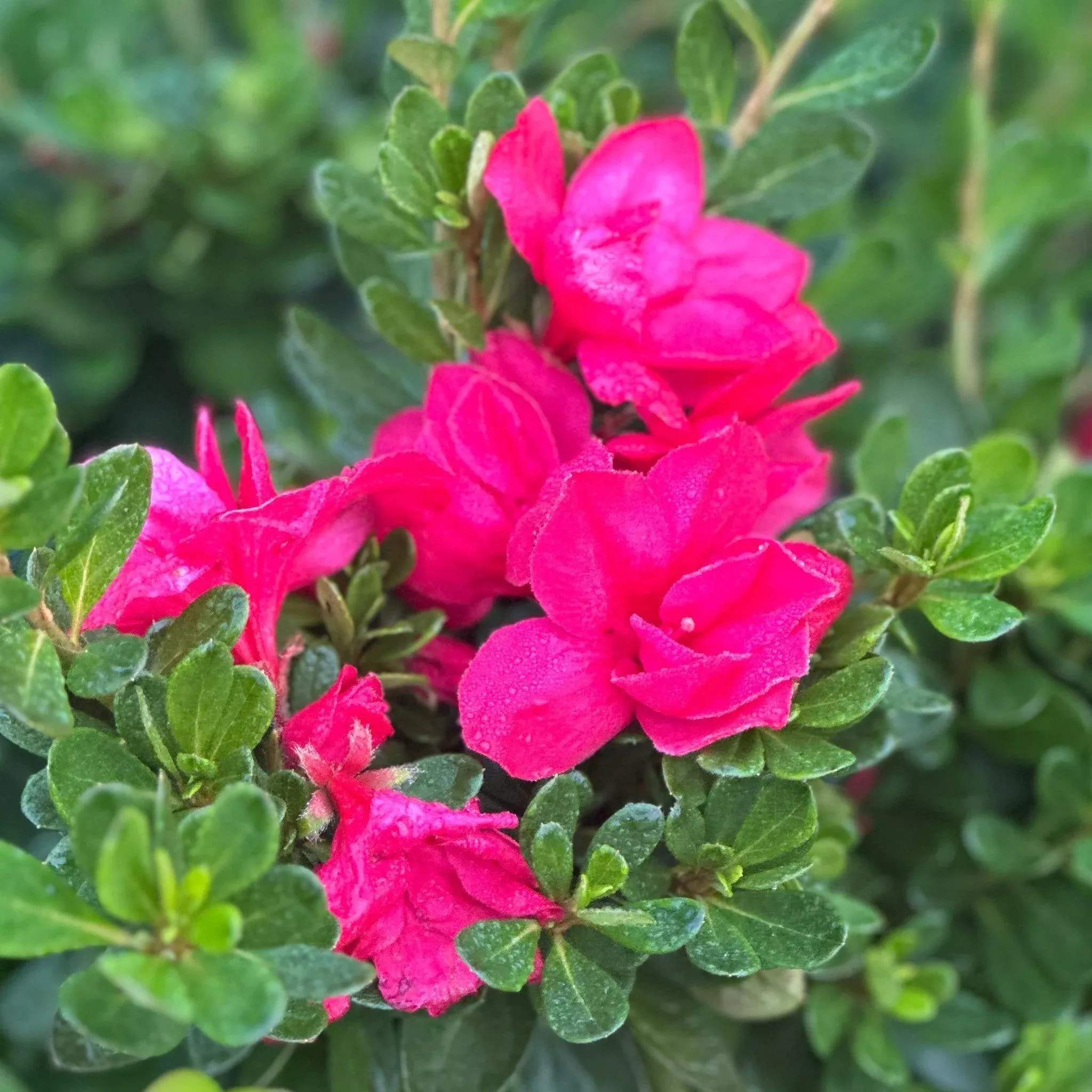 Encore Autumn Bonfire Reblooming Azalea