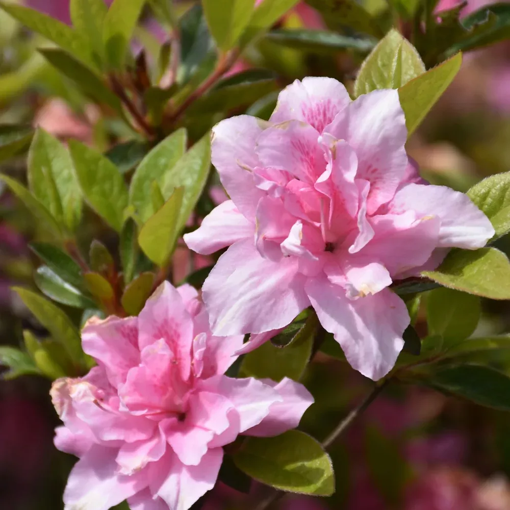 Encore Autumn Carnation Azalea