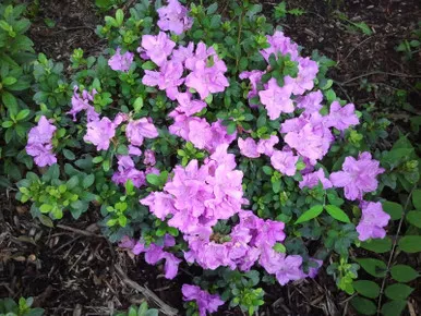Encore Azalea Autumn Lilac