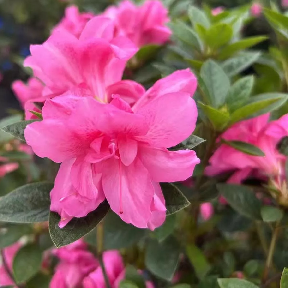 Encore Azalea – Pink | 30 cm