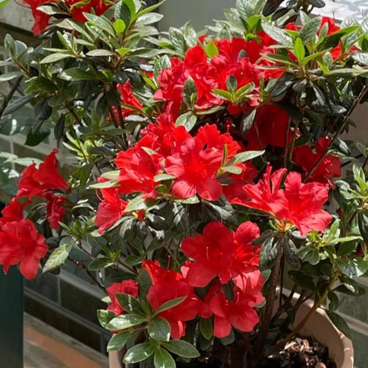 Encore Azalea – Red | 30 cm