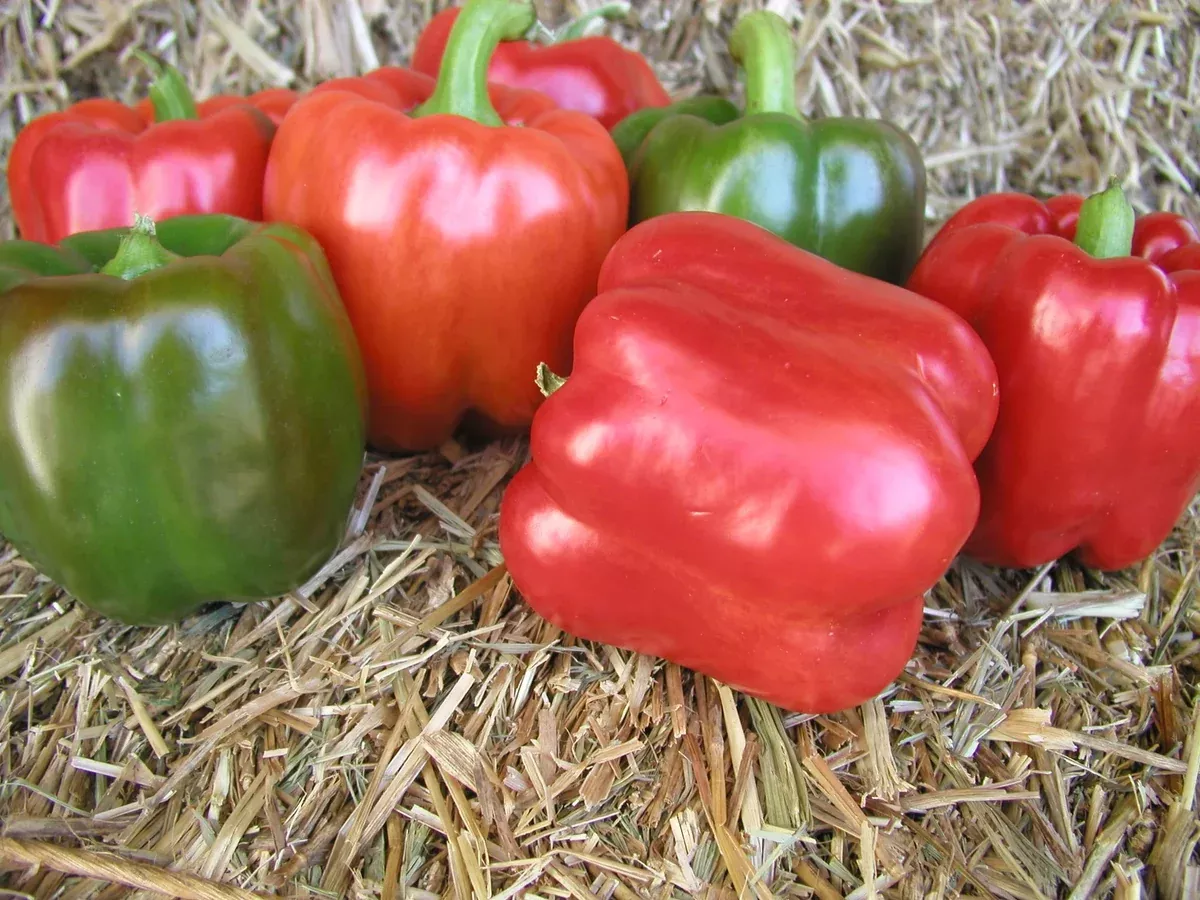 Encore Bell Pepper - 4" pot