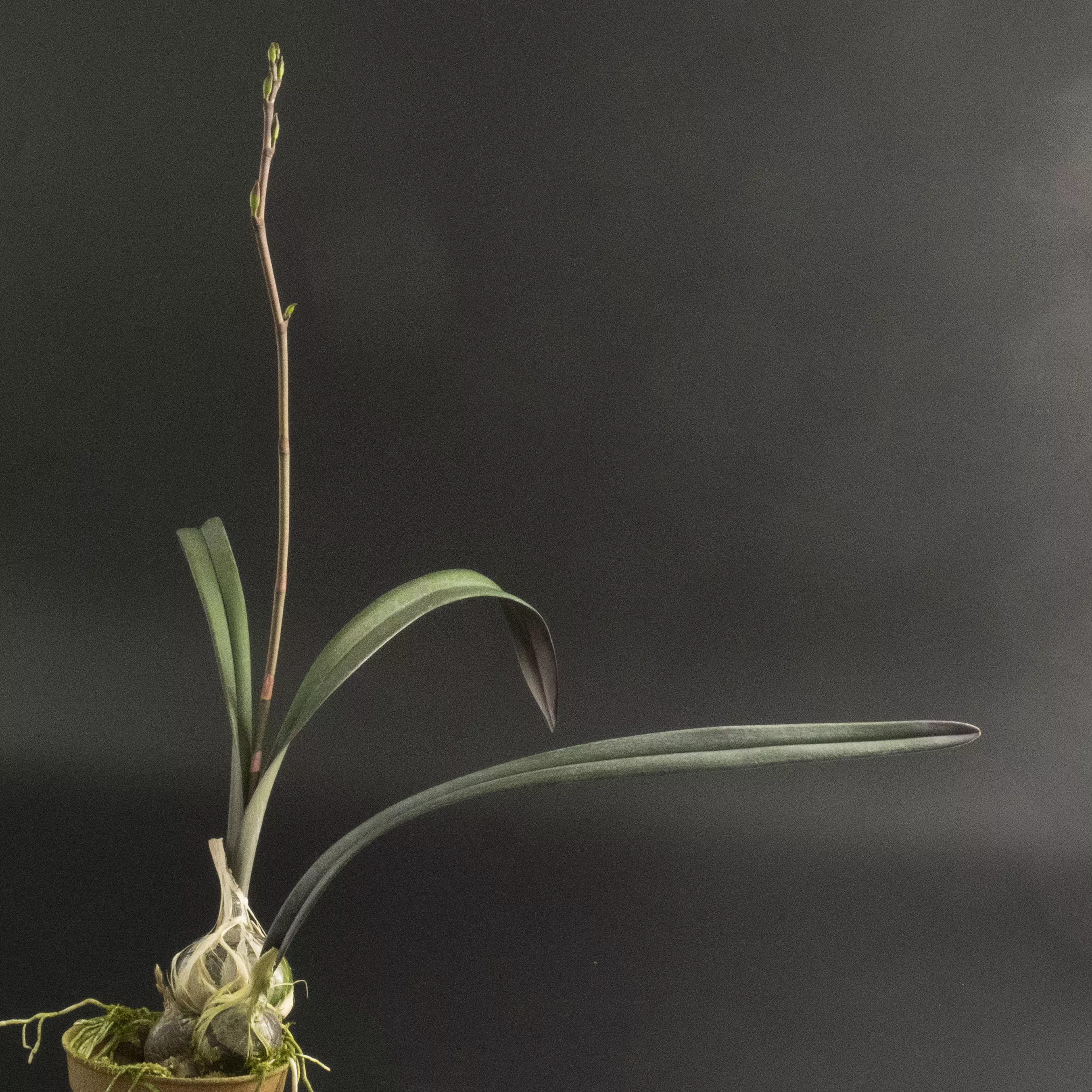 Encyclia randii