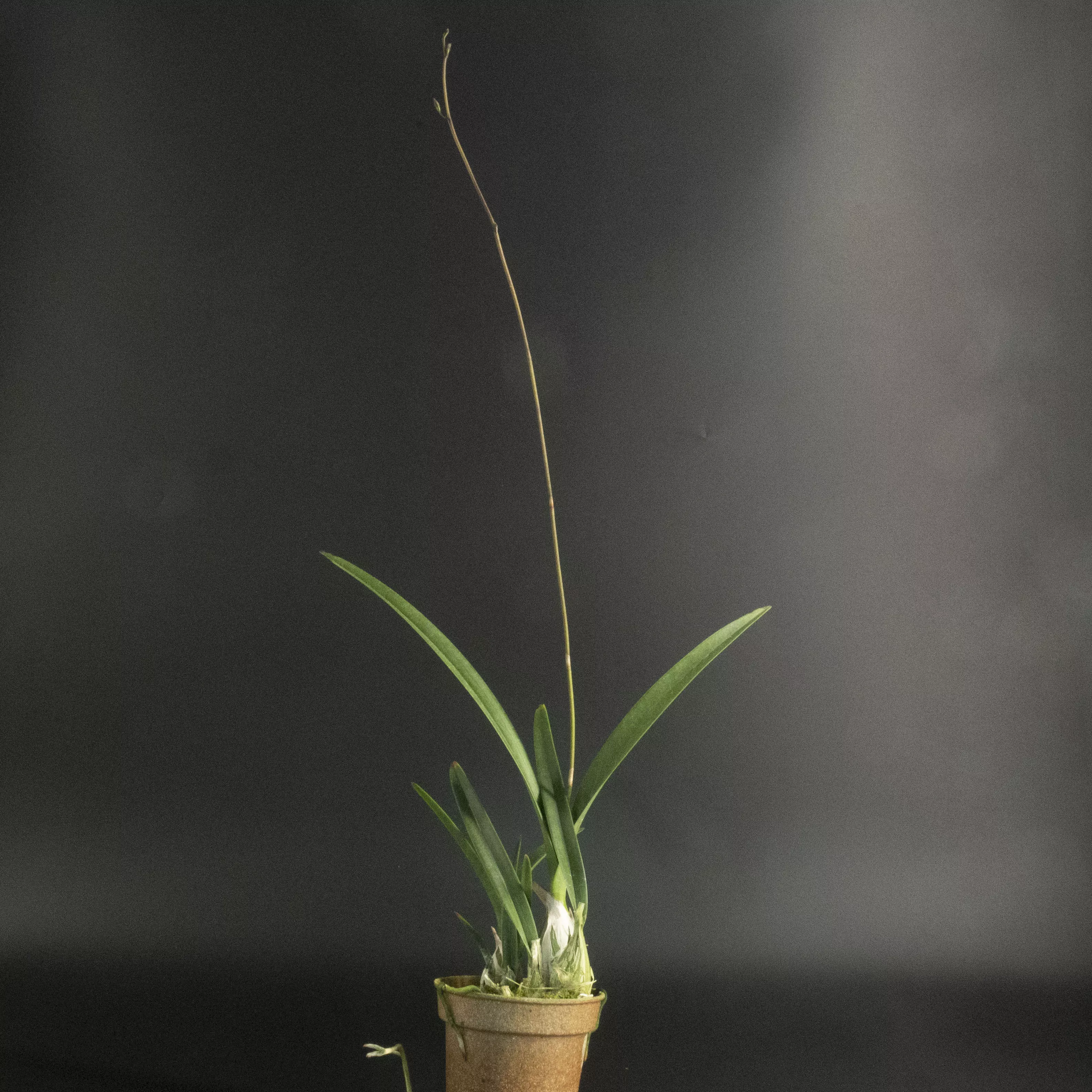 Encyclia seidelii