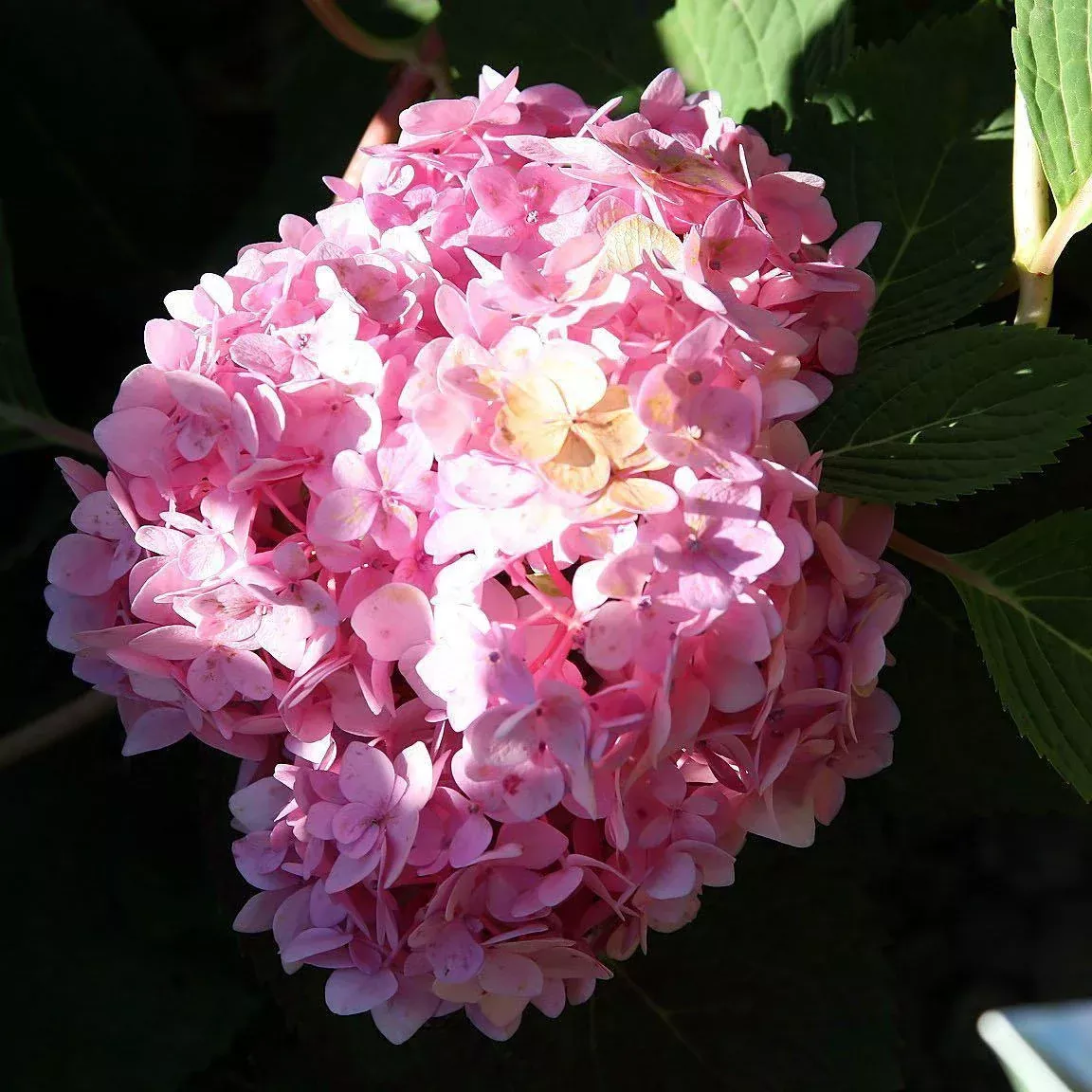 Endless Summer Blushing Bride Hydrangea