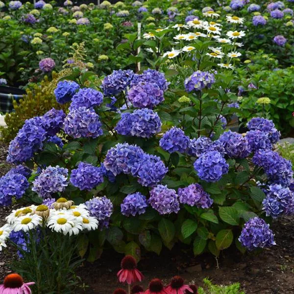 Endless Summer Hydrangea - Bloomstruck
