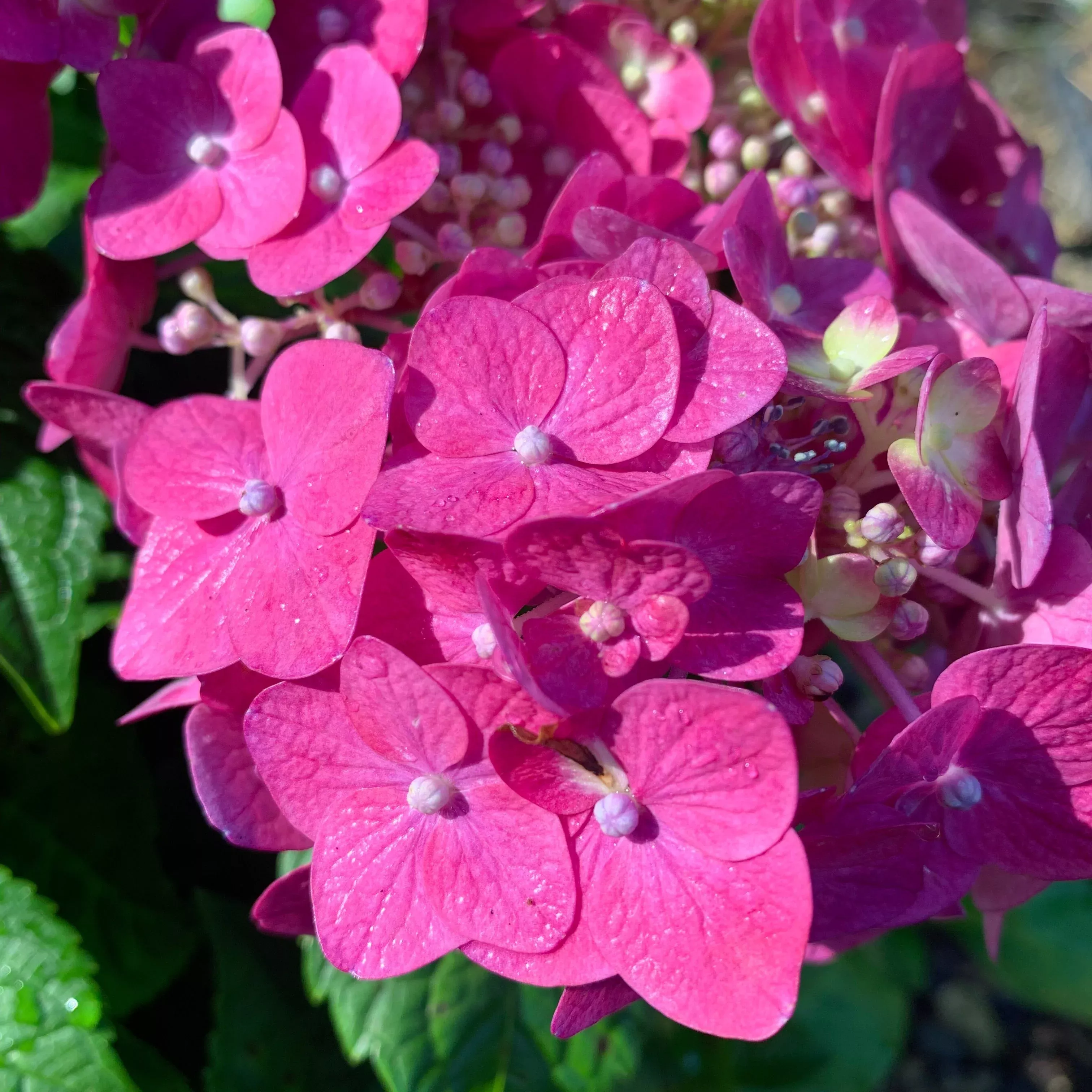 Endless Summer Summer Crush Hydrangea