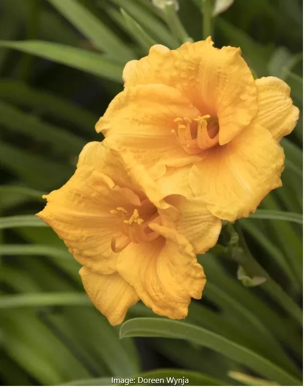 Endlesslily Daylily vars
