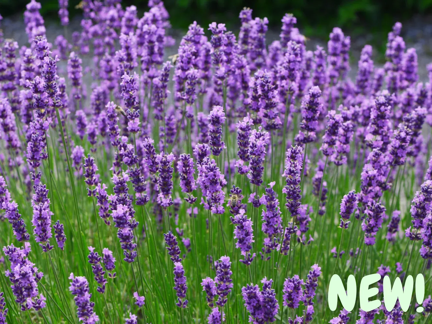 English Lavender Seeds