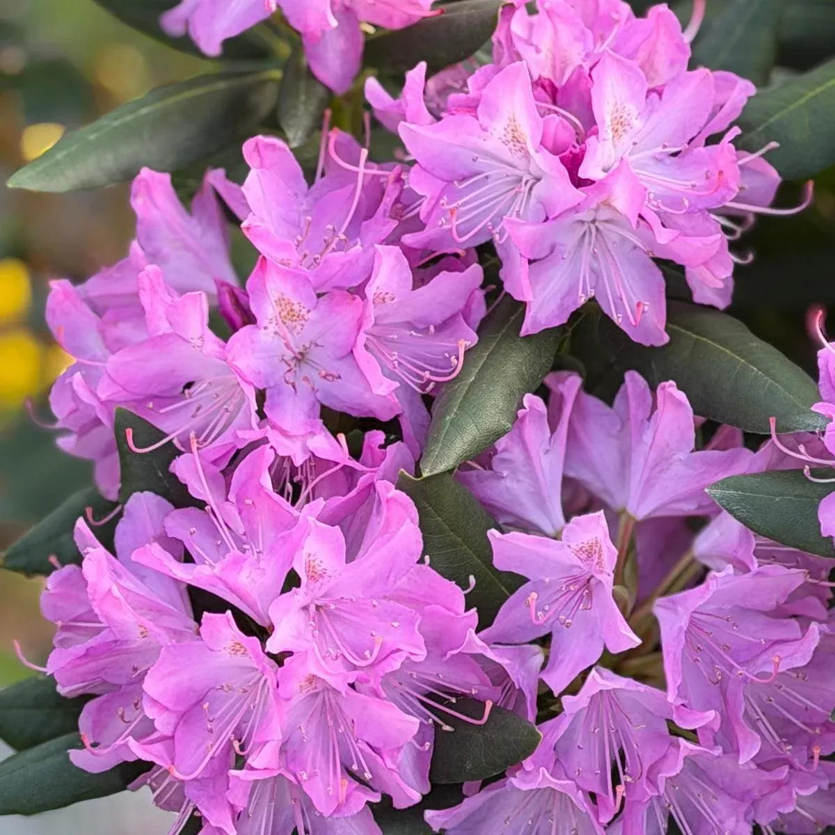 English Roseum Rhododendron