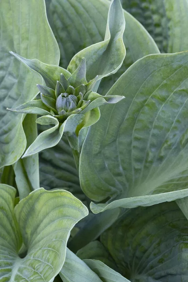 Eola Sapphire Hosta