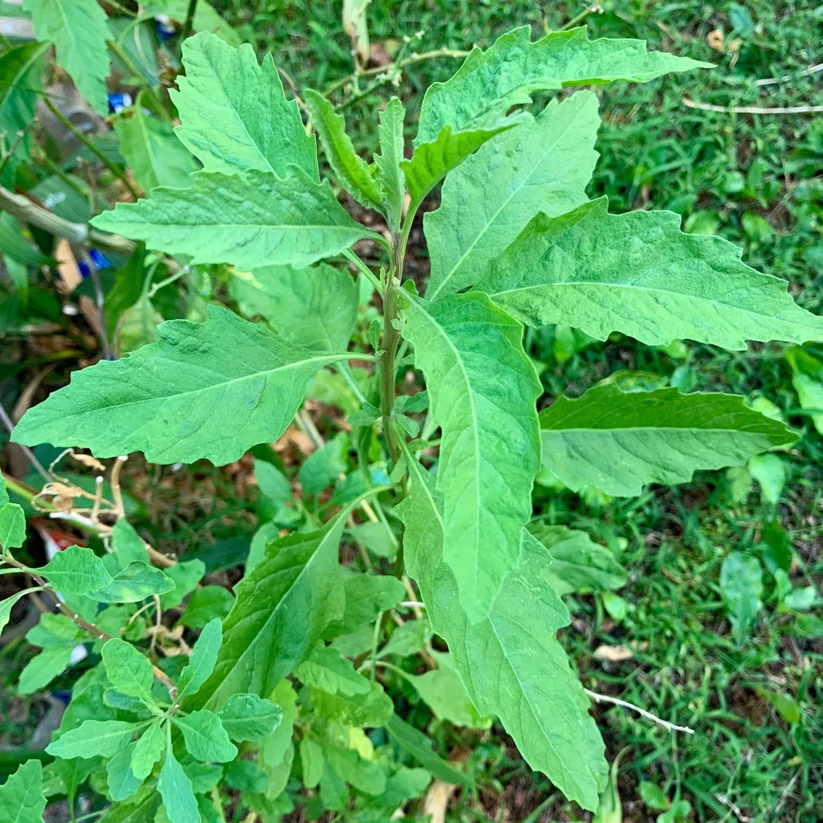 Epazote aka Mexican Tea (Dysphania ambrosioides)
