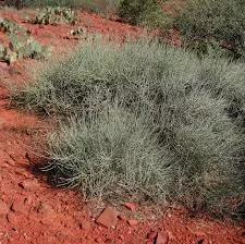Ephedra Nevadensis