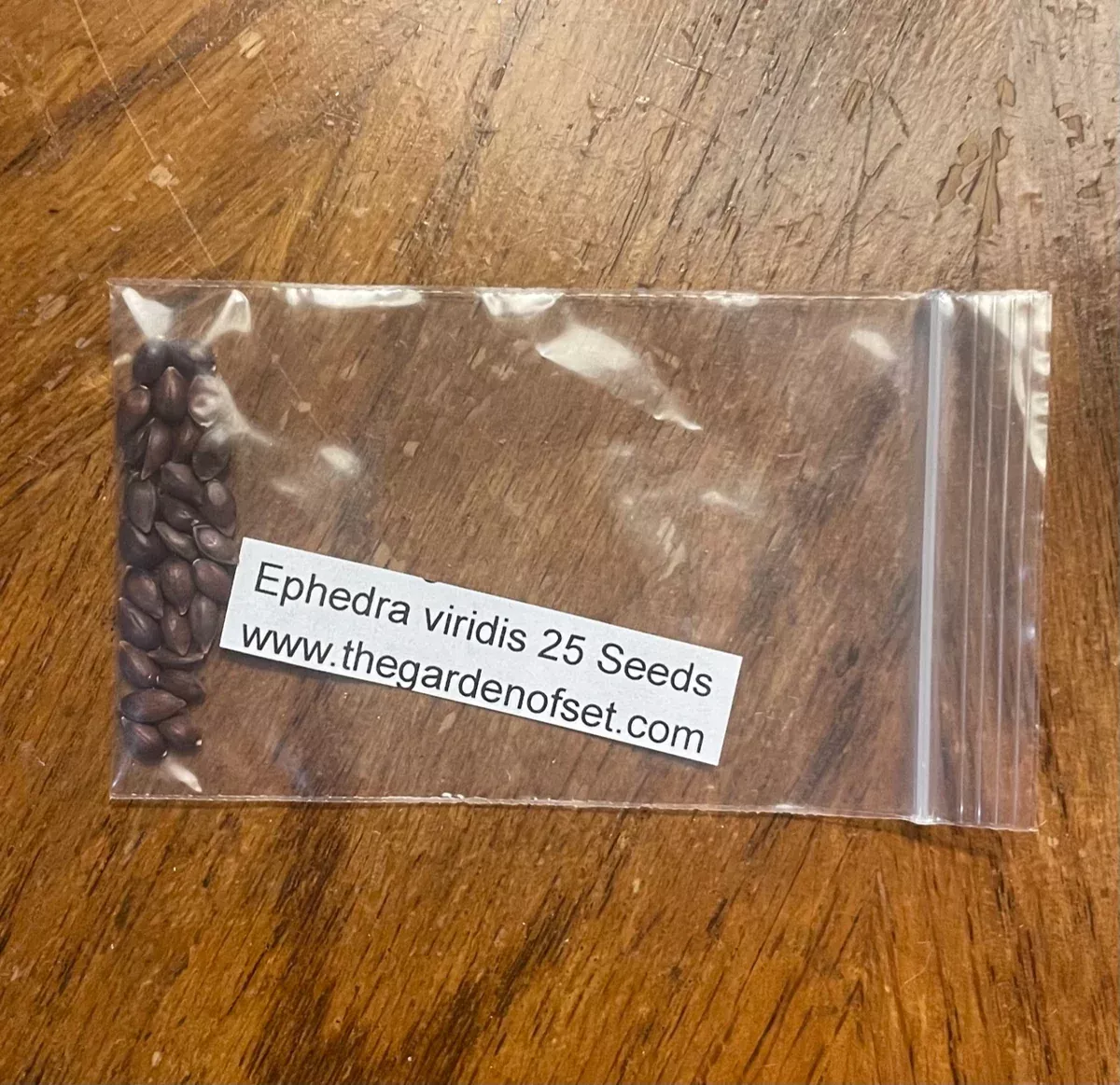 Ephedra viridis Seeds - Green Mormon Tea