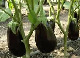 Epic Eggplant- 4" pot