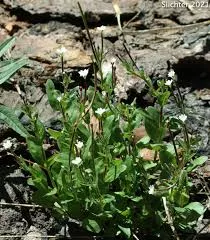 Epilobium Lactiflorum