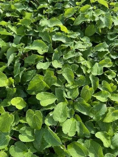 Epimedium versicolor 'Sulphureum' / Barrenwort