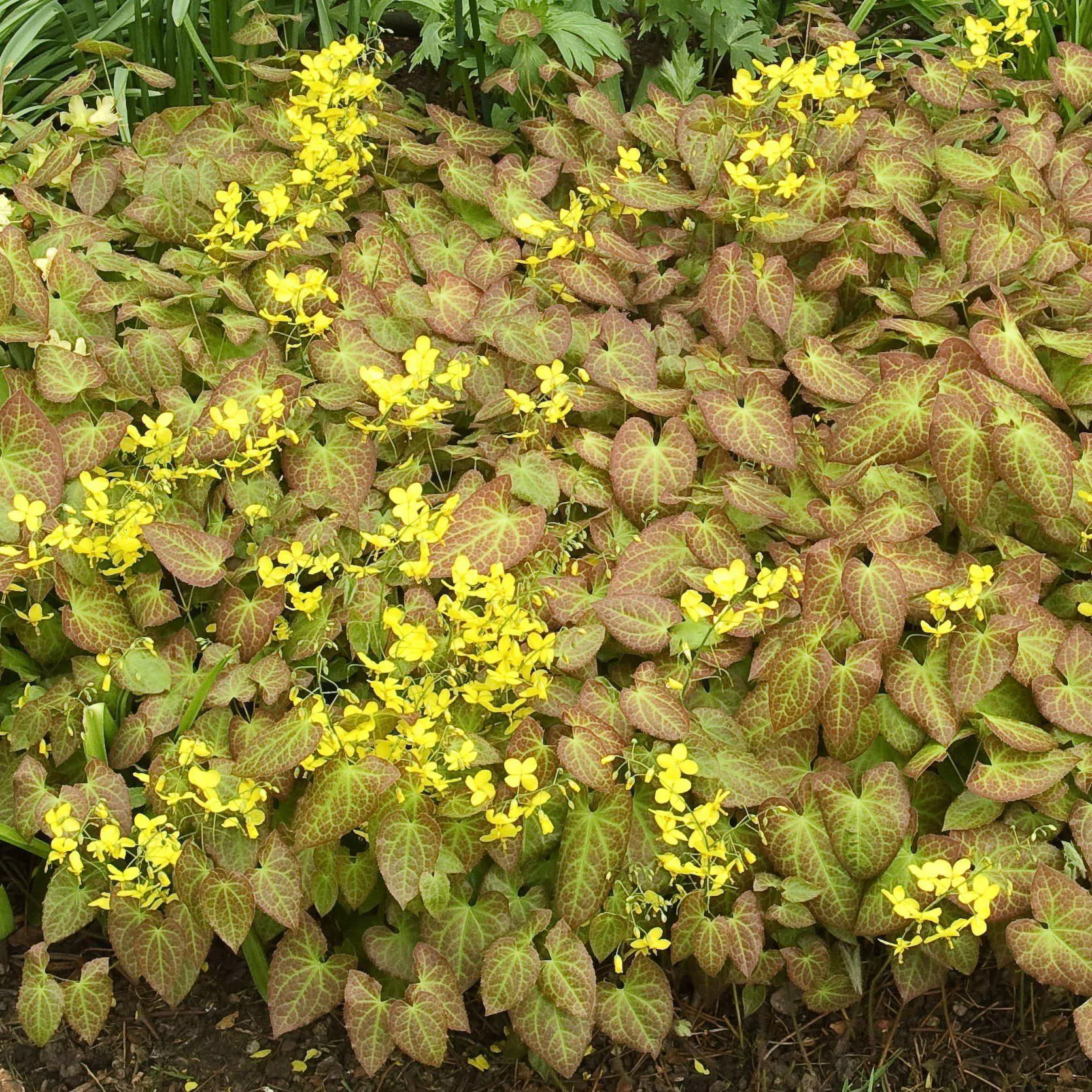 Epimedium x perralchicum 'Frohnleiten'- Frohnleiten Barrenwort, Bishop's Hat