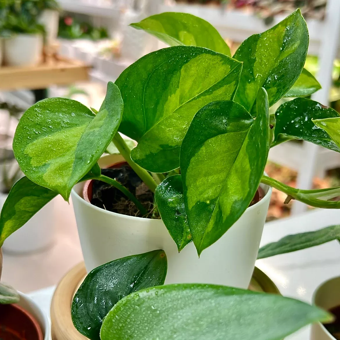 Epipremnum aureum ʻGlobal Greenʻ