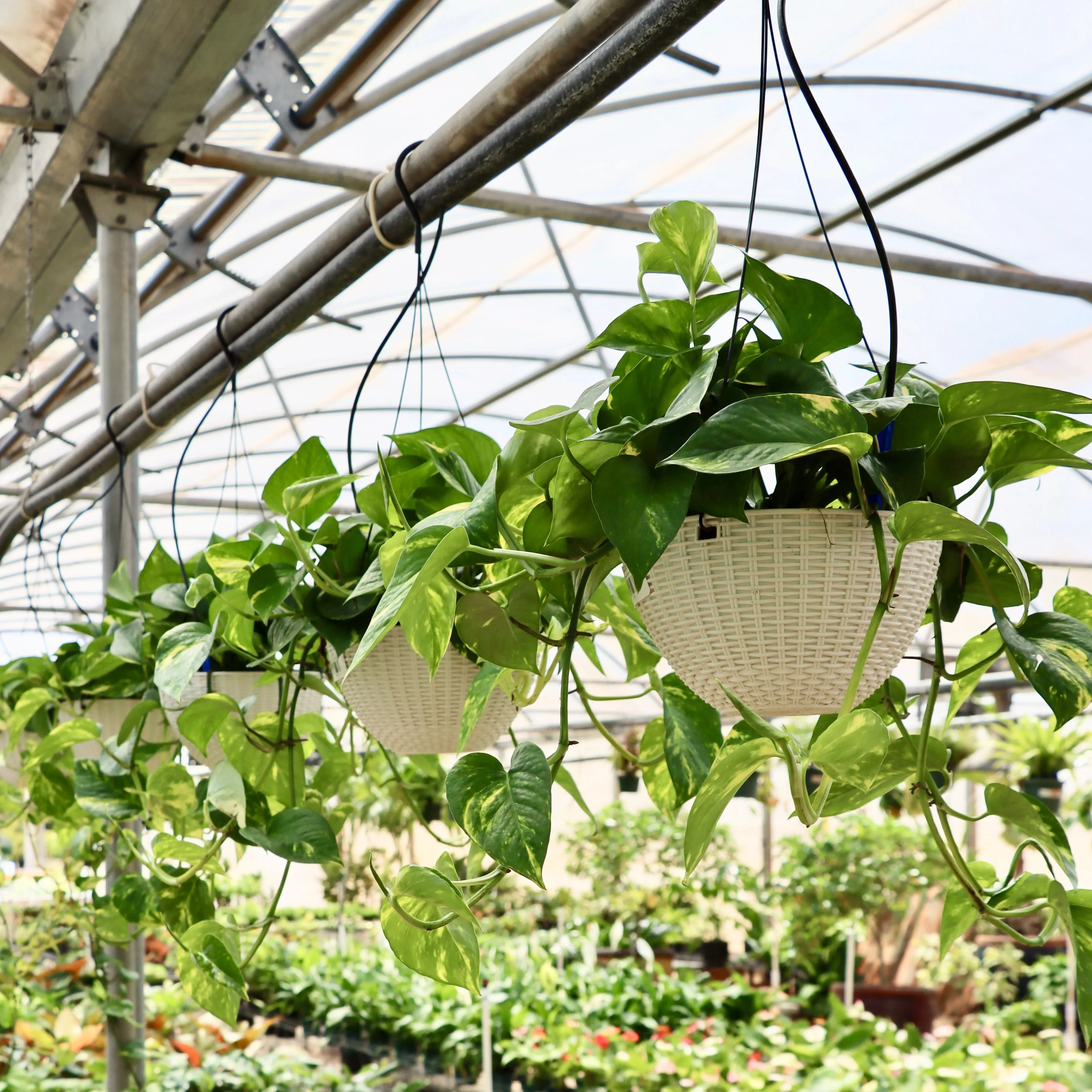 Epipremnum aureum 'Golden Pothos'