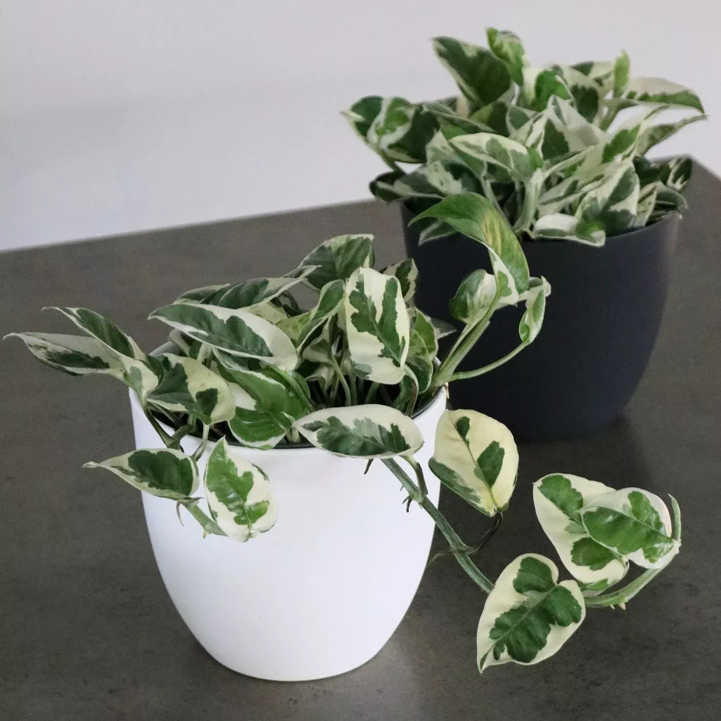 Epipremnum aureum 'N Joy Pothos'