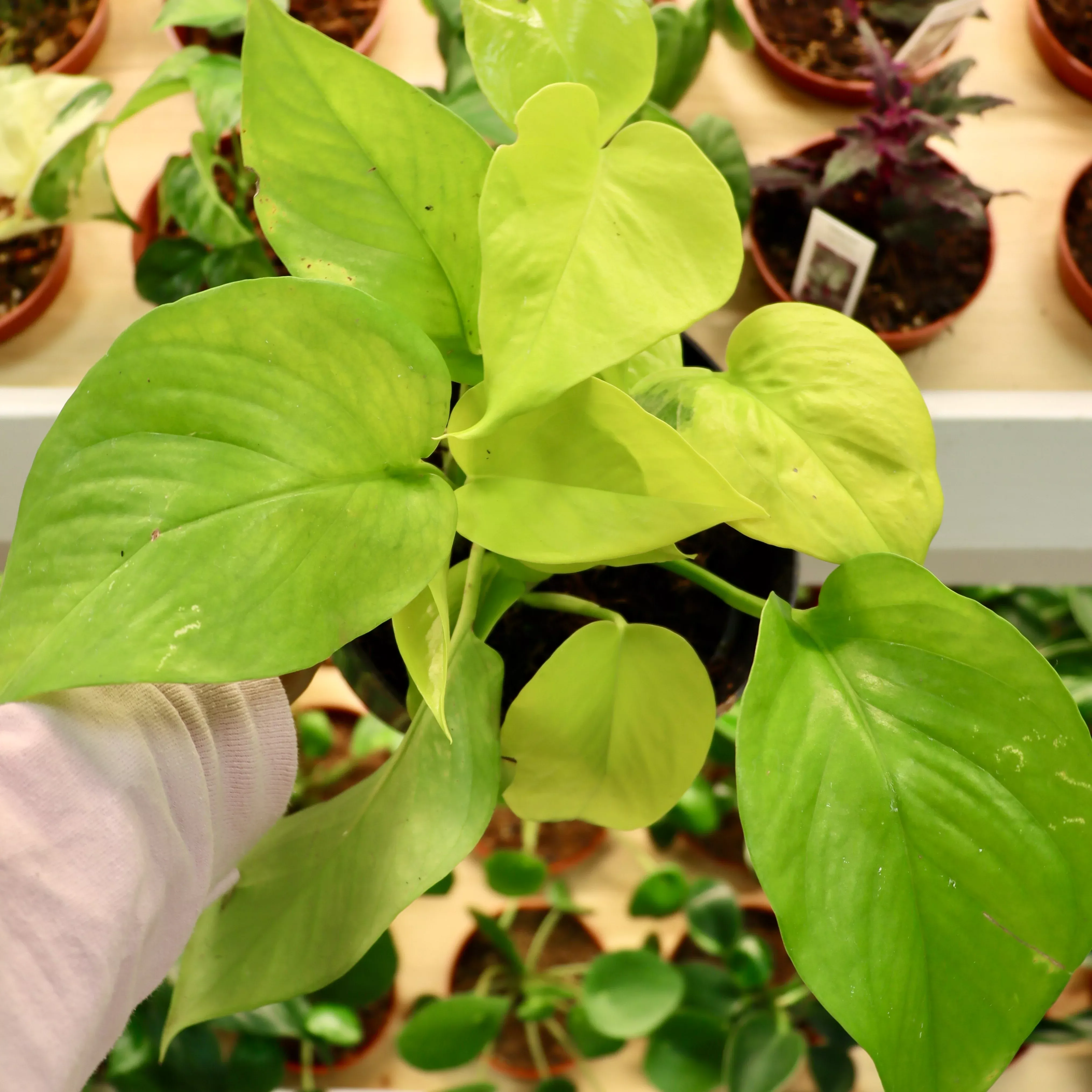 Epipremnum aureum 'Neon' (Pothos)