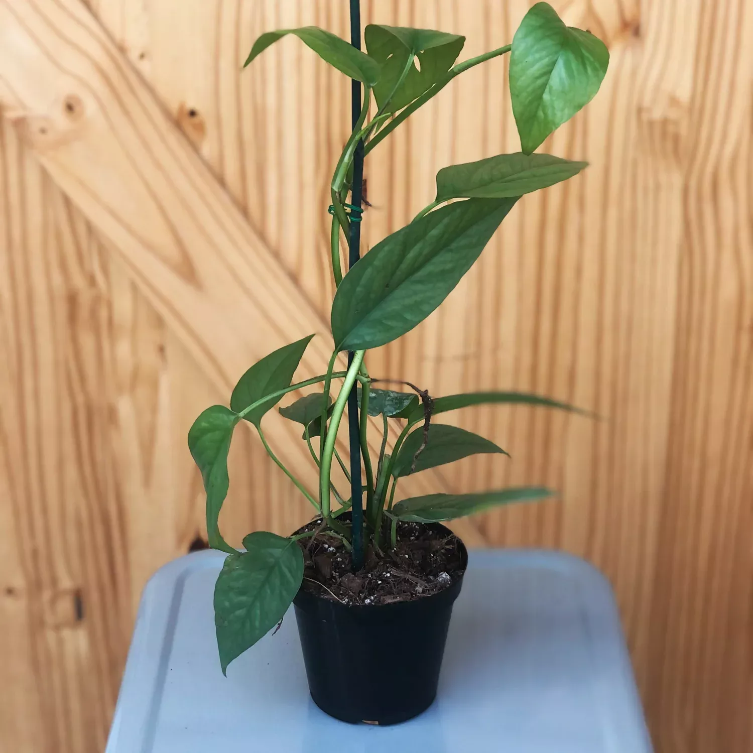 Epipremnum 'Cebu Blue' - 4" Potted Houseplant