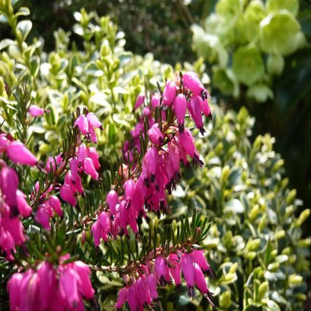 Erica carnea Myretoun Ruby (1 Litre pot)Heather
