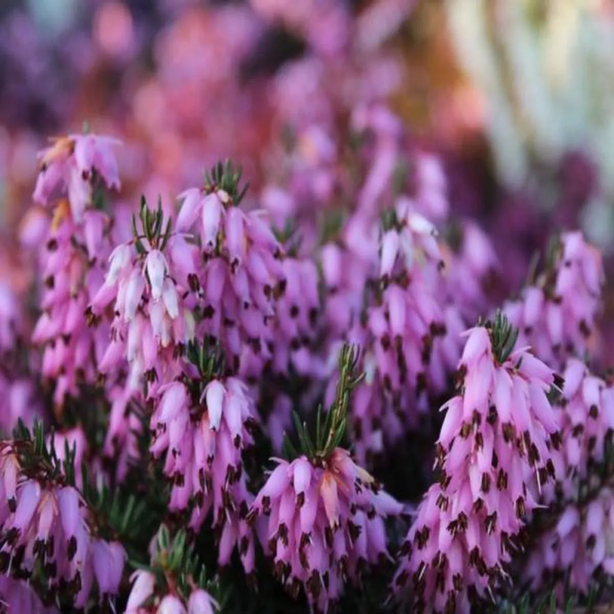 Erica carnea Rosy Gem (9cm pot)Heather