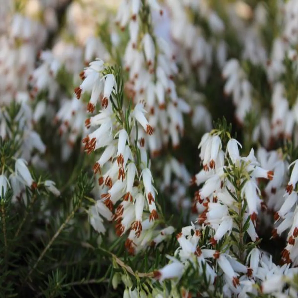 Erica carnea Springwood White (1 litre pot)Heather
