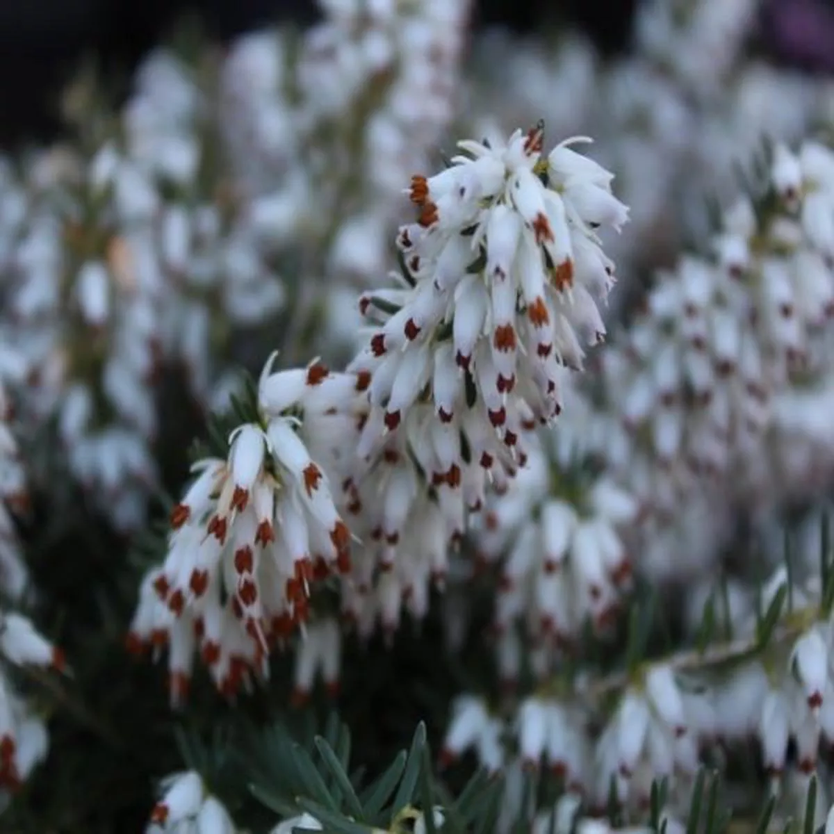 Erica carnea Whitehall (9cm pot)Heather